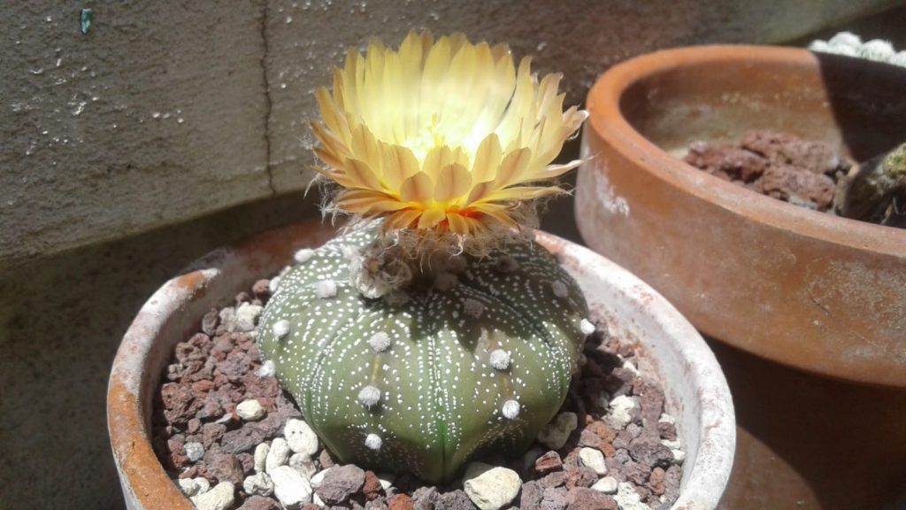 Cactus con fiore giallo tra le rocce rosse e altre piante grasse
